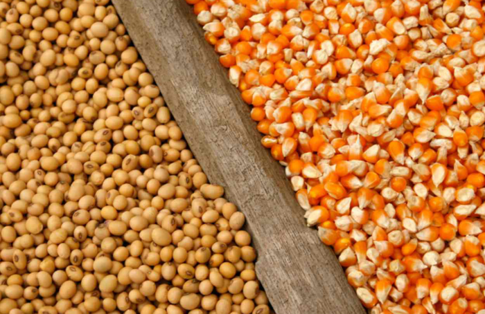 Portos do arco norte representam 31,6% das exportações de milho e soja no mês de março