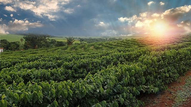 Incremento da produtividade com a utilização de biológicos na cafeicultura foi tema do Agro em Debate