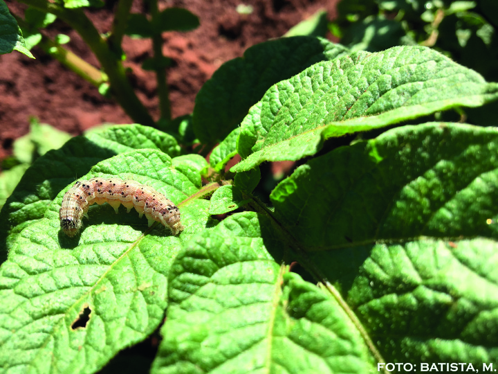 H. armigera é uma praga recente em vários cultivos, incluindo a batata