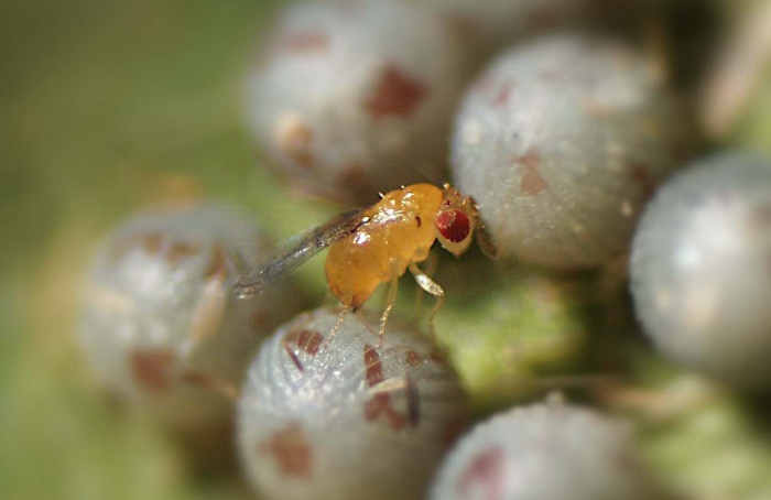 Parasitoides de ovos são registrados em mandioca