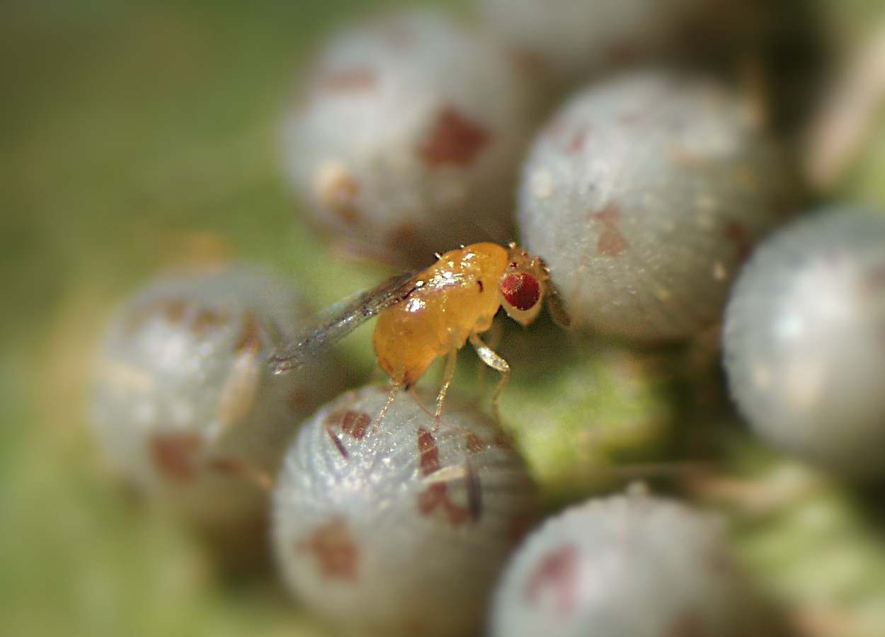 Parasitoides de ovos são registrados em mandioca