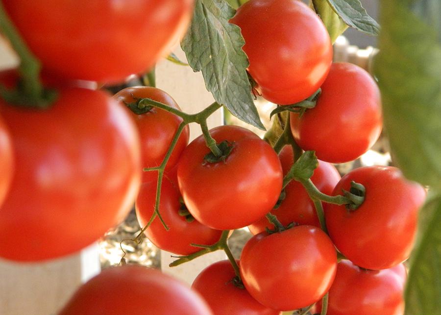 Bactérias funcionais garantem crescimento do tomate em condições de estresse salino