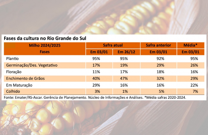 RS Safra 2024/25: desafios climáticos no milho