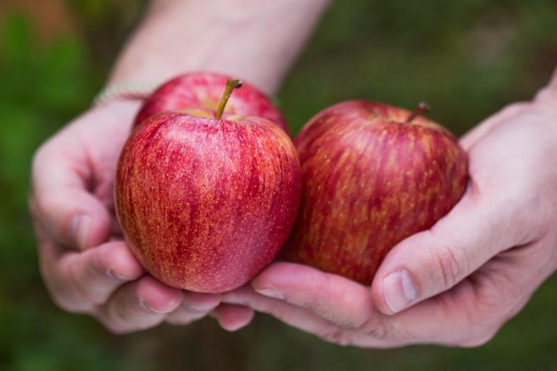 Adama presents a portfolio focused on apple cultivation at Senafrut