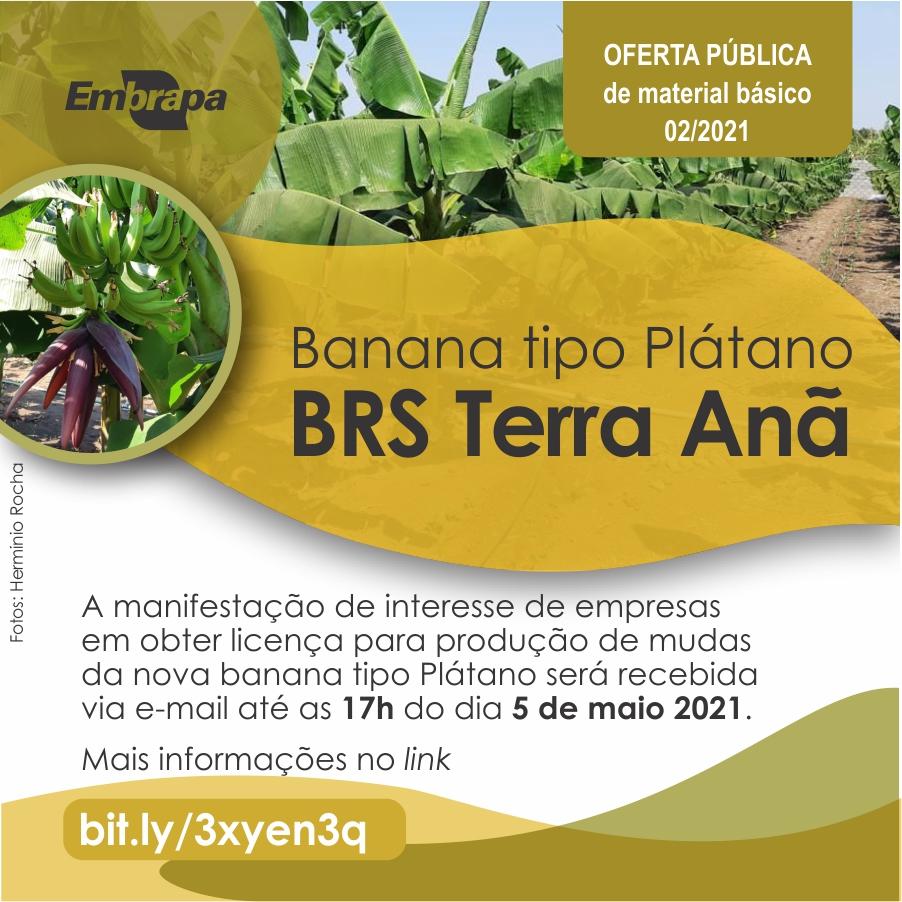 Edital para licenciamento de produção de mudas de bananeira tipo Terra está aberto