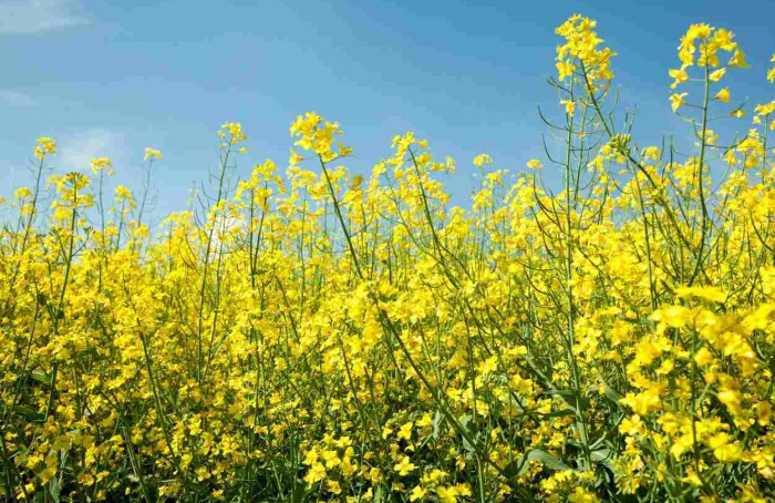 Clima frio e seco beneficia o desenvolvimento da canola no Rio Grande do Sul