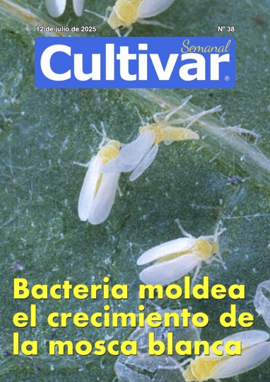 Cultivar Semanal 38