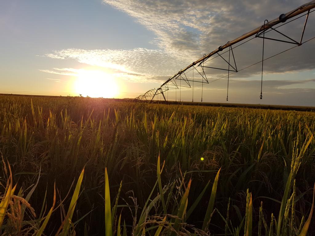 Lavouras irrigadas são sinônimo de produtividade e sustentabilidade