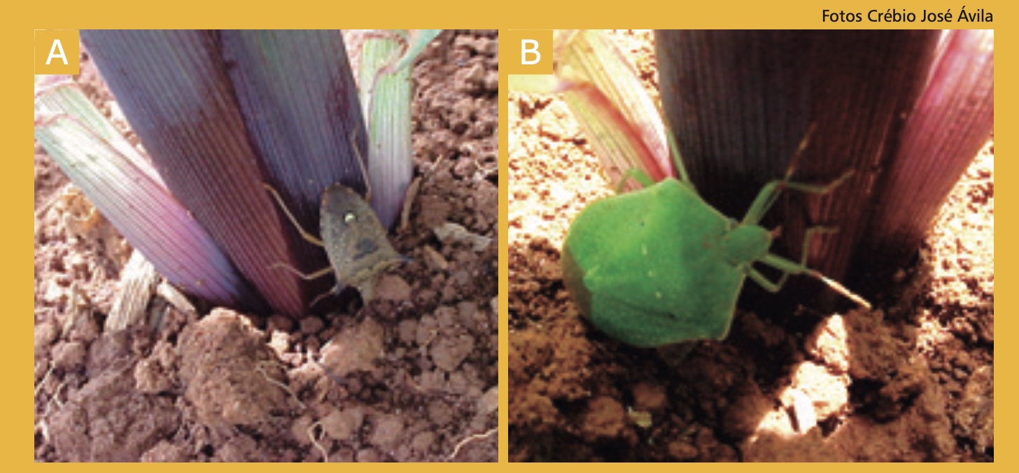 (A) Percevejo-marrom, <i>Euschistus heros</i>; (B)percevejo-verde, <i>Nezara viridula</i>