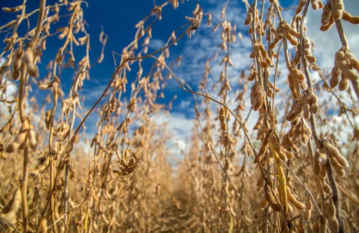 Ministério da Agricultura define vazio sanitário da soja 2026/27