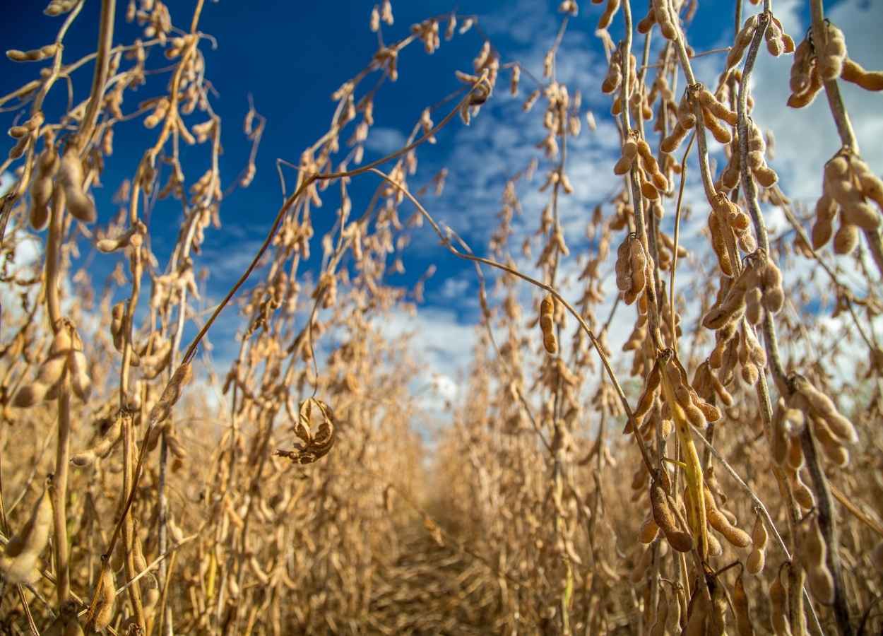 Ministério da Agricultura define vazio sanitário da soja 2026/27