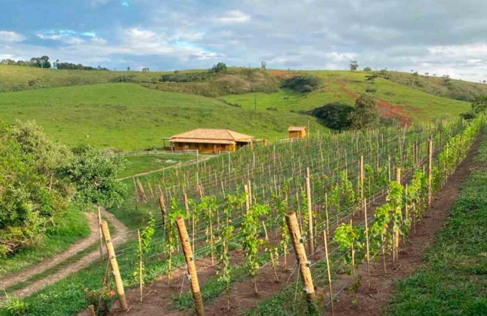 Produtores do Campo das Vertentes (MG) apostam no cultivo de uvas finas