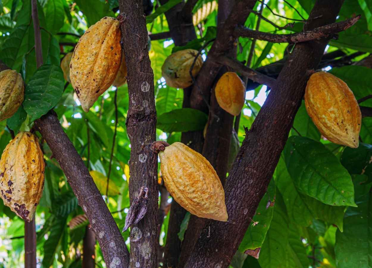 Clima mantém volatilidade no mercado de cacau
