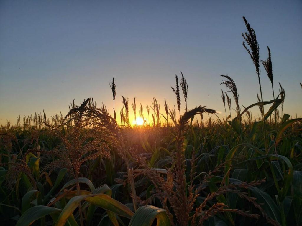 Pesquisador explana sobre impactos da seca e do frio na cultura do milho safrinha