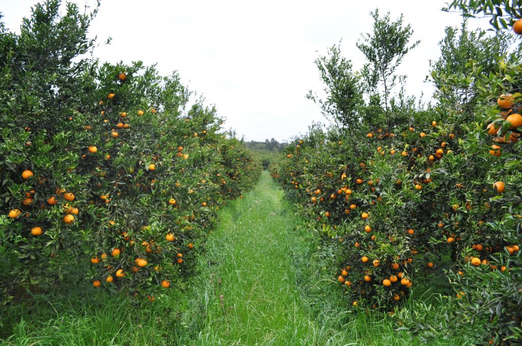 Agrociência brasileira desenvolve fórmula para o manejo do greening na citricultura