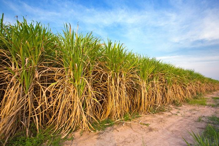 Linha foliar de fertilizantes para grãos e  cana-de-açúcar é destaque da Ubyfol na Showtec