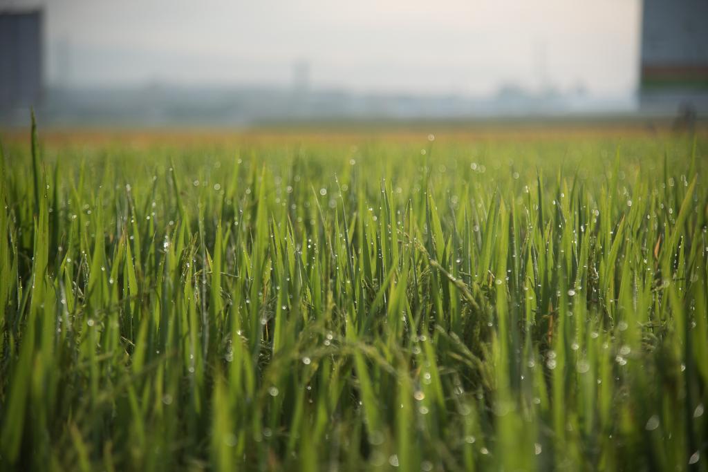 ​Entidade do Brasil faz campanha para redução de área de arroz no Mercosul