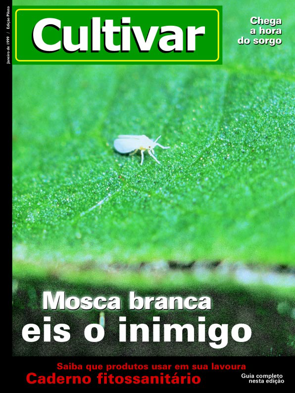 Mosca branca: eis o inimigo