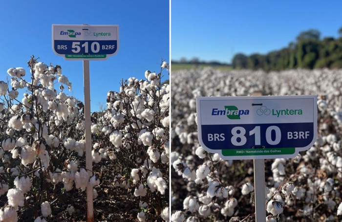 Embrapa lança cultivares de algodão resistentes