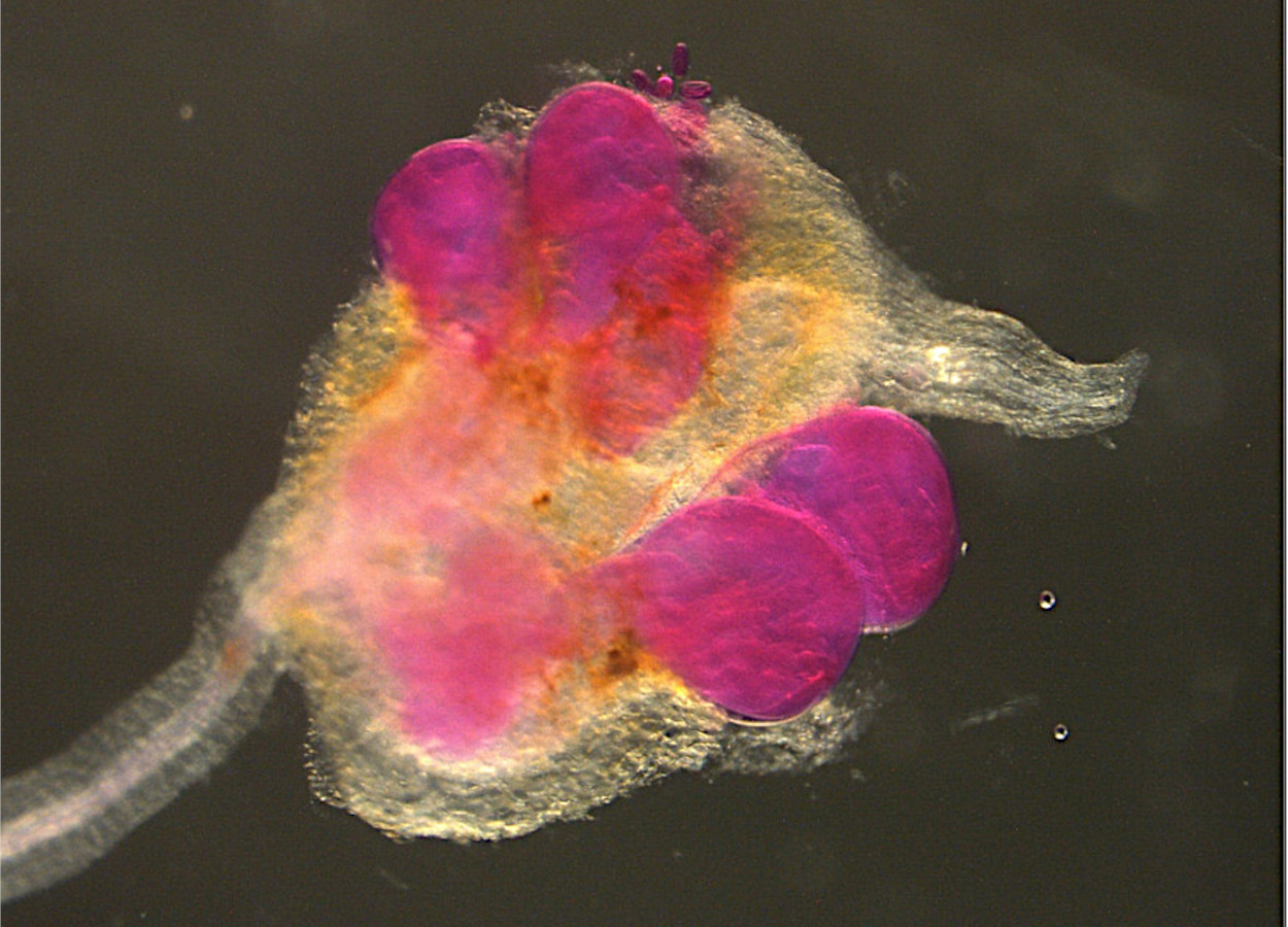 <i>Meloidogyne hapla</i> fêmea (estrutura vermelha) infectando raízes de feijão -&nbsp;Foto: Pallavi Shakya