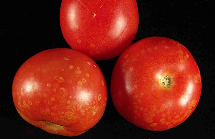 Fungo modificado reforça controle do mofo-cinzento em tomate