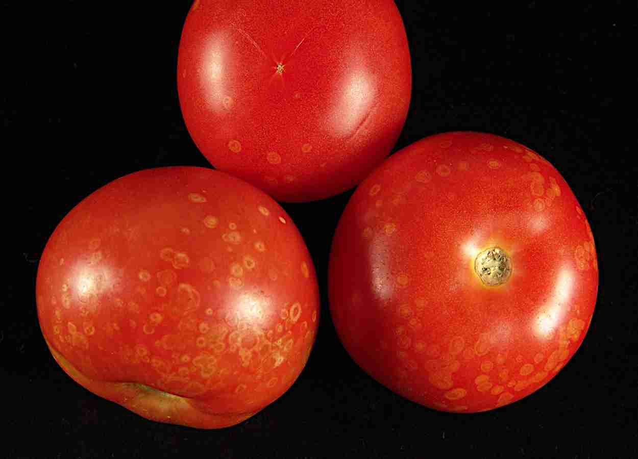 Fungo modificado reforça controle do mofo-cinzento em tomate