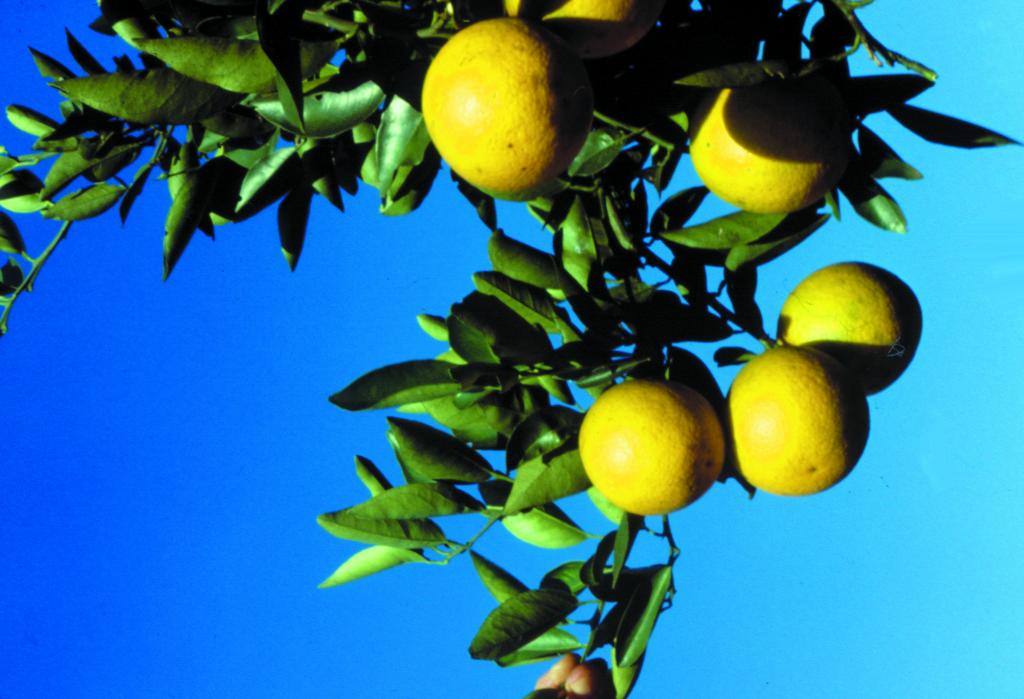 Menor oferta sustenta preços das variedades de laranja in natura em janeiro