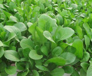 Topseed Premium lança 11 sementes para horticultura profissional na Hortitec 2019