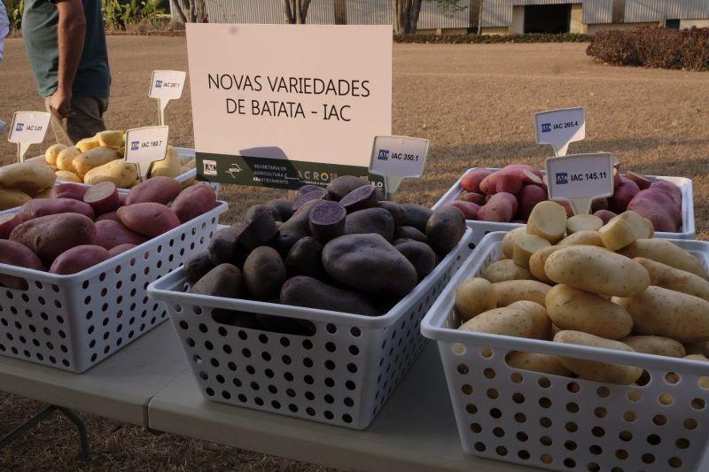 IAC lança as primeiras variedades de batata coloridas do Brasil
