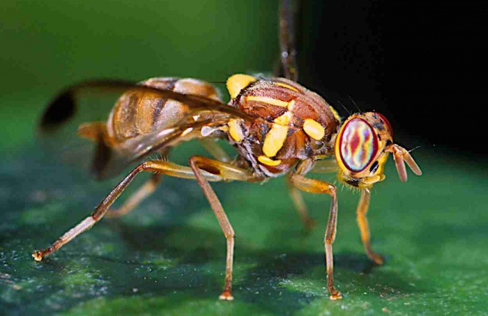 Ovos de três moscas-das-frutas atraem fêmeas e ampliam postura