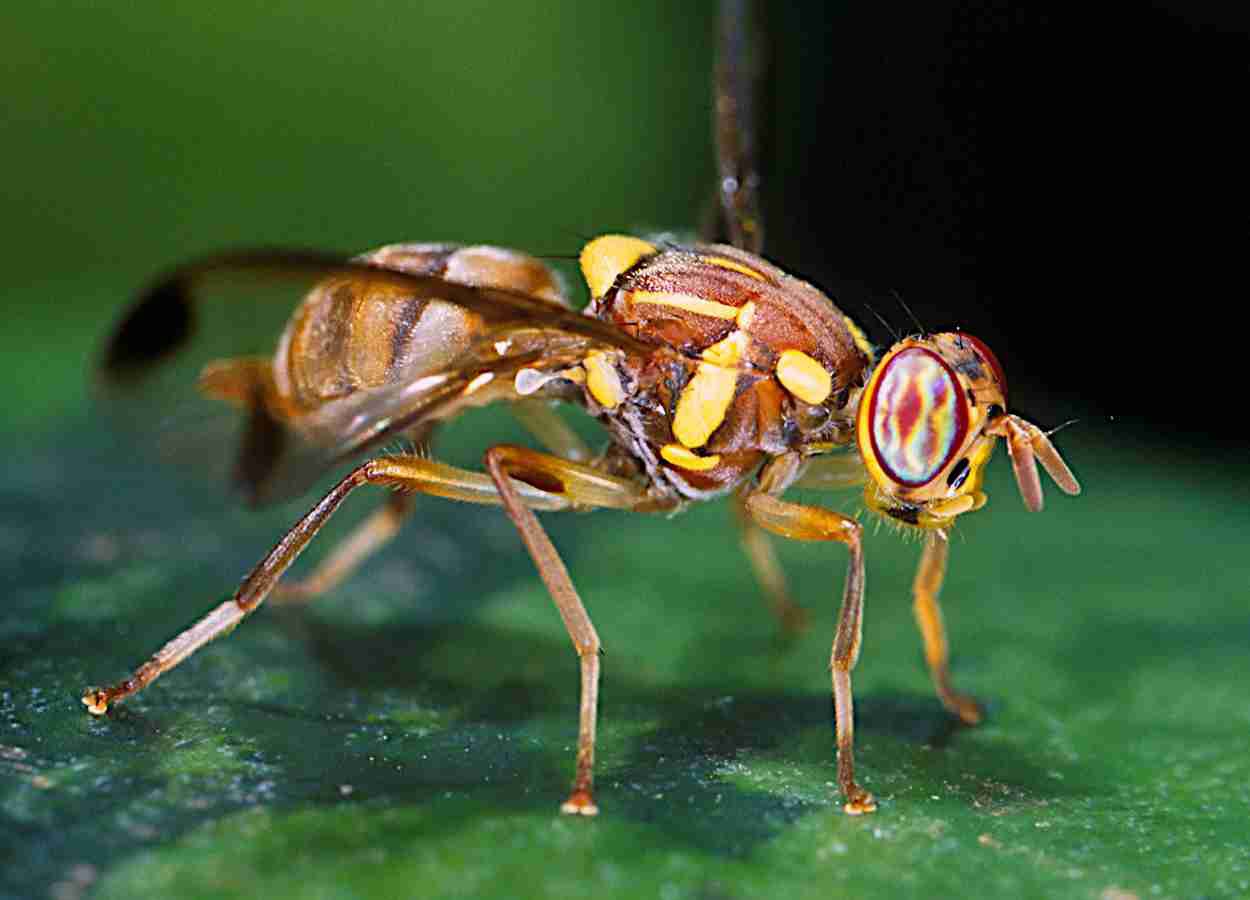 Ovos de três moscas-das-frutas atraem fêmeas e ampliam postura