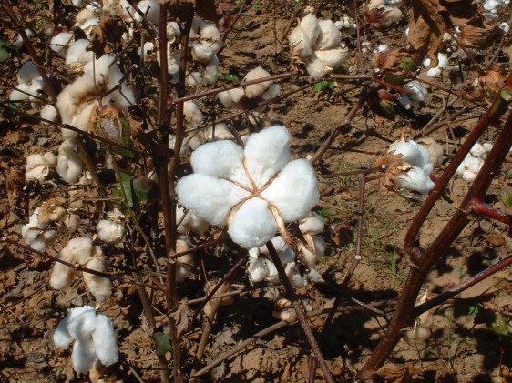 Produção de algodão em Minas Gerais deve crescer 3,8%