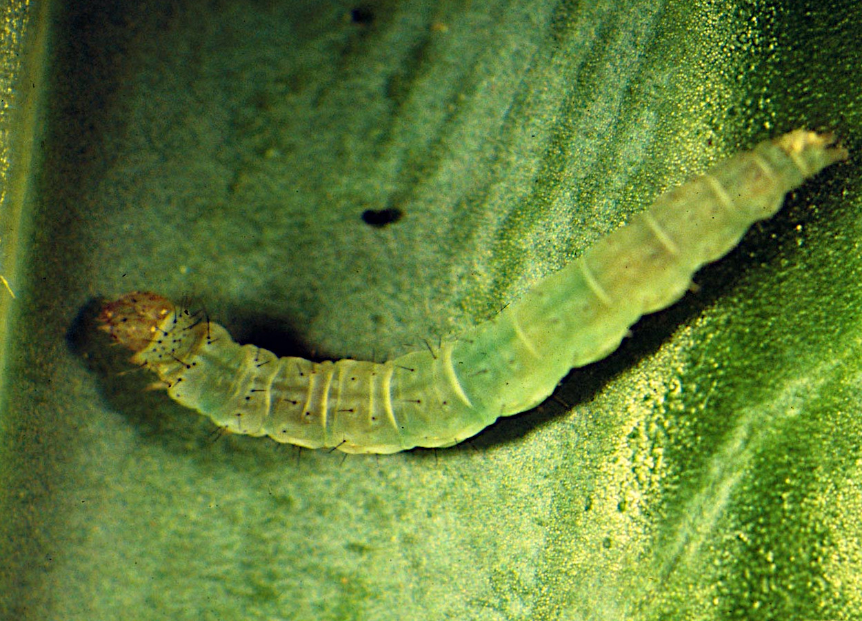 Foto:&nbsp;David Riley / University of Georgia - Bugwood