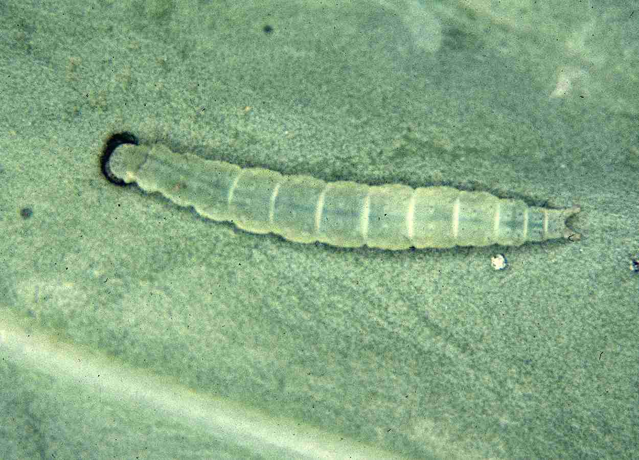 Pesquisa identifica enzima envolvida na resposta olfativa de Plutella xylostella a composto com atividade repelente
