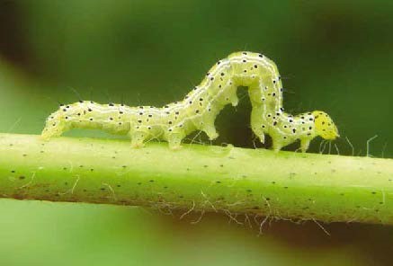 Figure 1. Leafworm caterpillars. (Photo: F.J. Celoto/Lab. MIP – Unesp/Ilha Solteira)