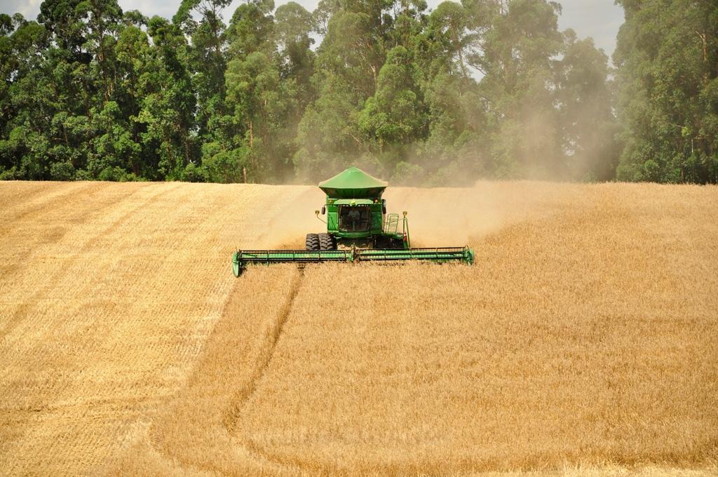 ​Rio Grande do Sul comercializa 63,86 mil toneladas de trigo em leilão