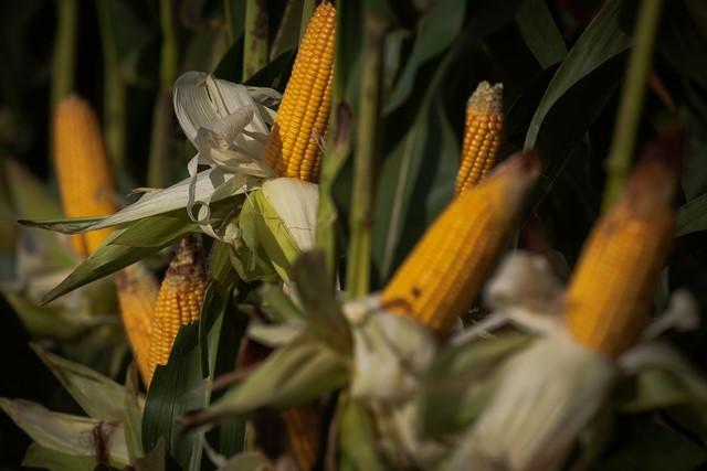 Pesquisa de campo avalia impacto do clima na produtividade de grãos do Distrito Federal