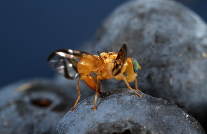 Dimetoato no controle de mosca-das-frutas