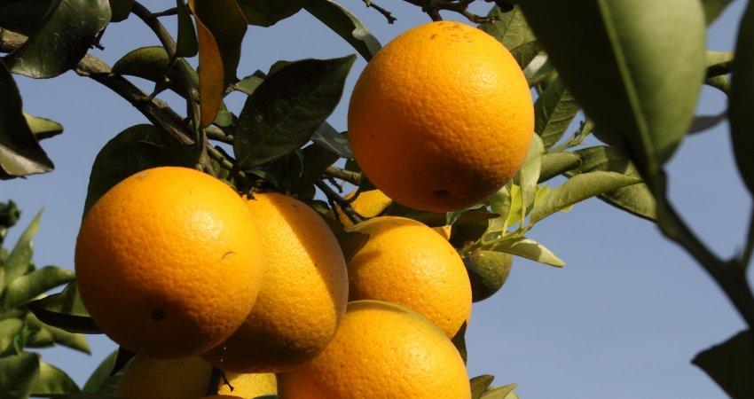 Chuvas provocam crescimento de 2,63% na safra de laranja 2017/18