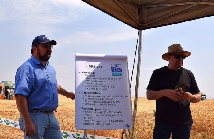 Embrapa apresenta genética de trigo tropical em Dia de Campo