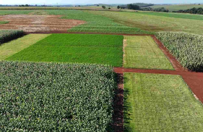 Primeiro dia de campo de Soja Baixo Carbono acontece nesta terça (3), em Londrina (PR)