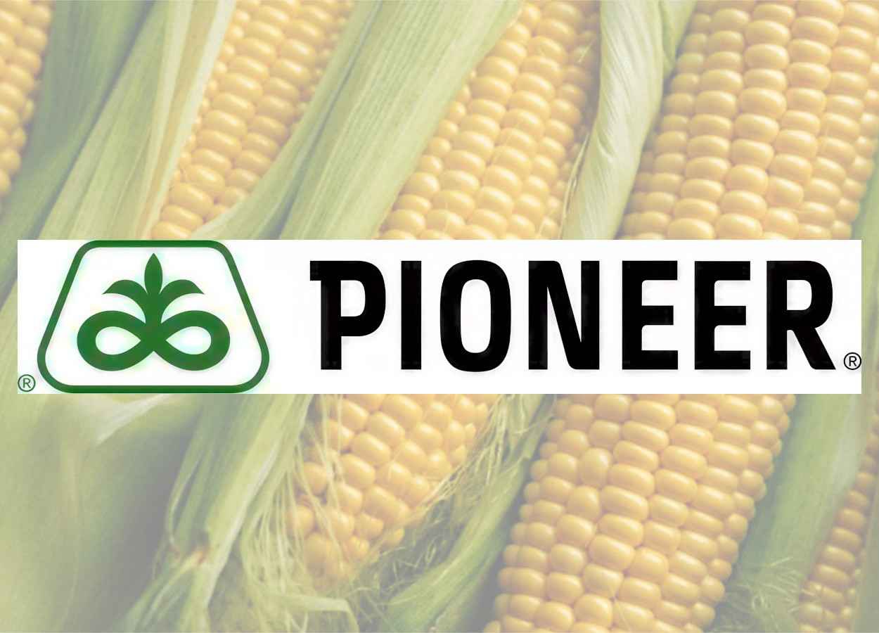 USDA abre consulta pública sobre milho transgênico DP51291