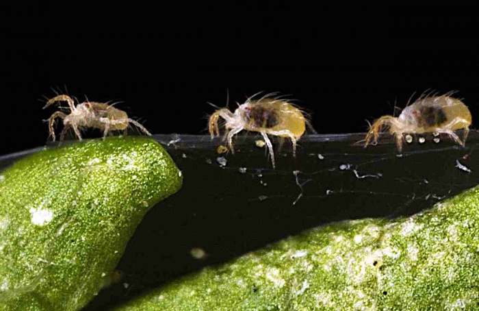 Óleos de plantas mostram alta eficácia contra ácaro-rajado