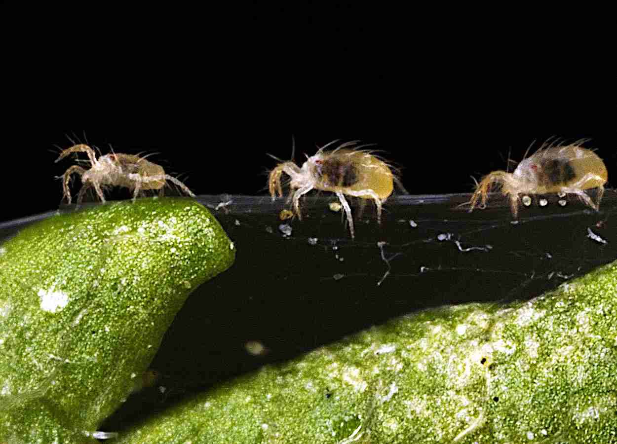 Pflanzenöle zeigen eine hohe Wirksamkeit gegen Spinnmilben.