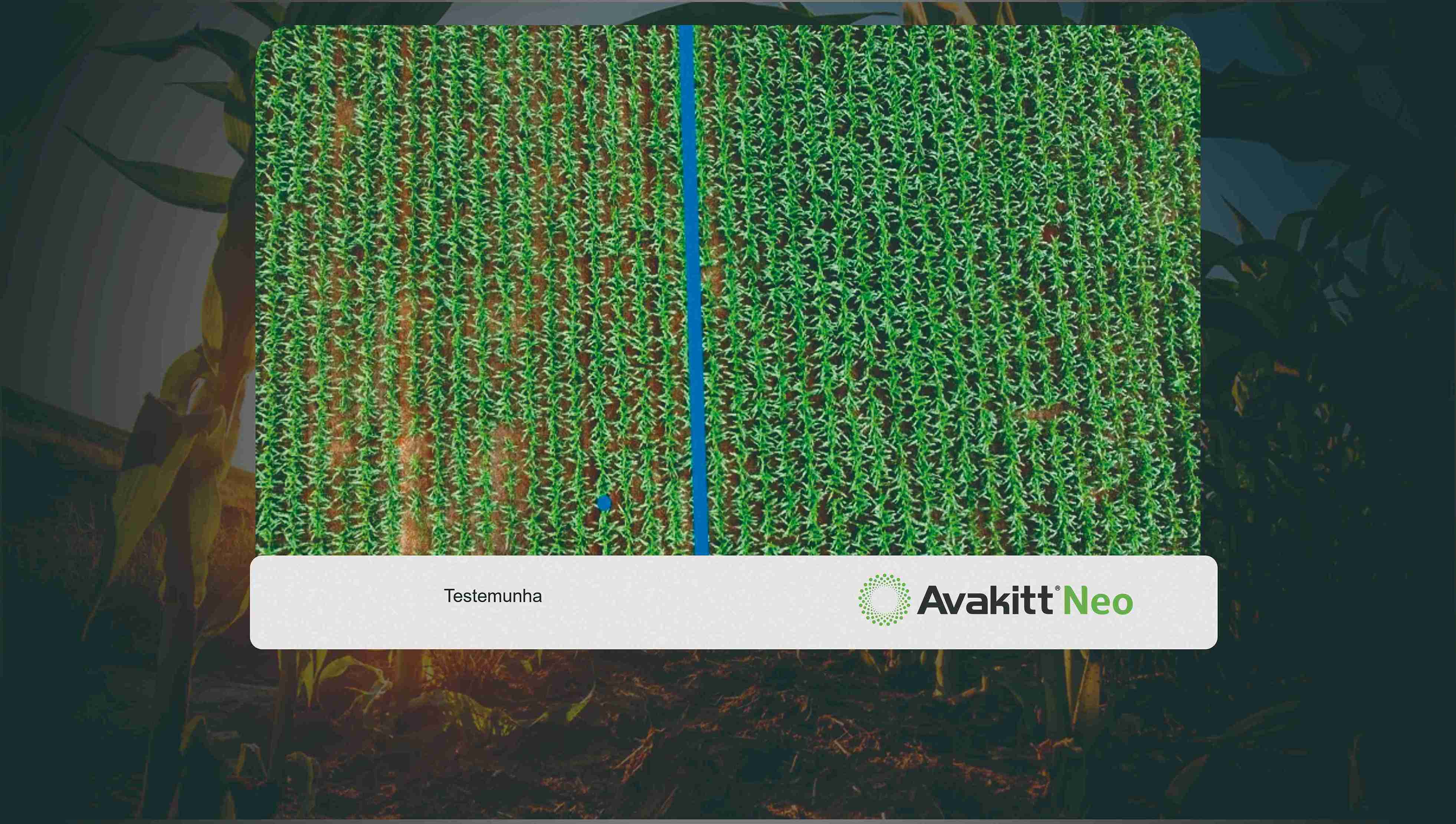 Em muitas culturas agrícolas, os fungos micorrízicos arbusculares podem contribuir para o melhor desenvolvimento das plantas, principalmente pela maior eficiência na absorção de nutrientes, dentre os quais merece destaque o fósforo