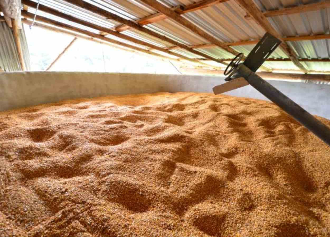 Santa Catarina enfrenta déficit de armazenagem de grãos