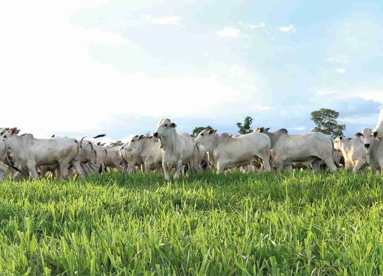 Agroallianz lança tecnologias para turbinar produtividade de pastagens