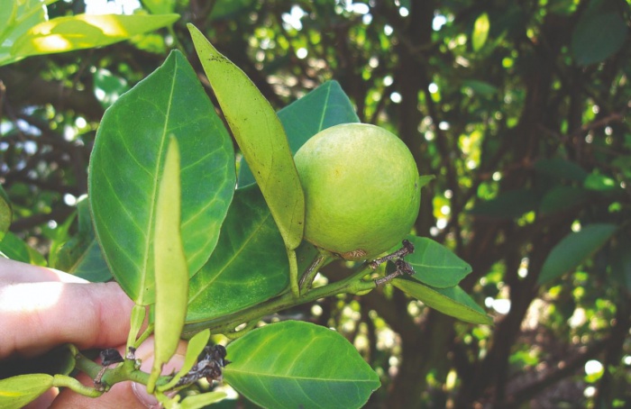 Consulta pública atualiza o Programa Nacional de Prevenção e Controle ao HLB dos citros