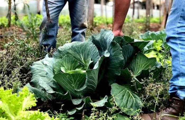 Agricultura familiar recebe R$ 60 mi para produção de bioinsumos