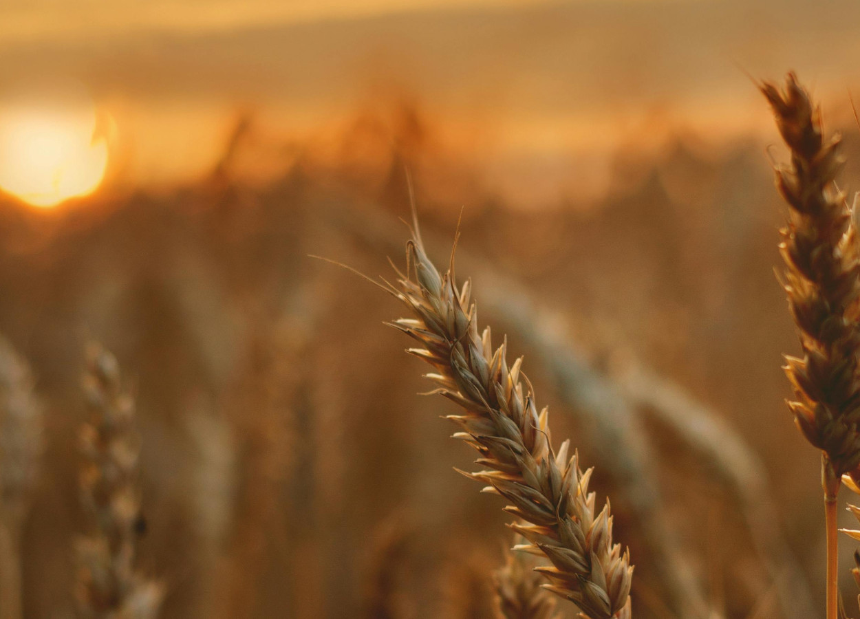 Foto: Tetyana Kovyrina (pexels)
